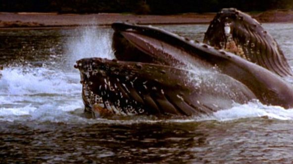 Nejnebezpečnější velryba světa