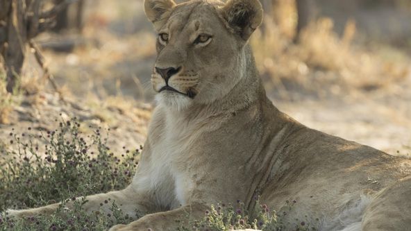 Nelítostné království (5)