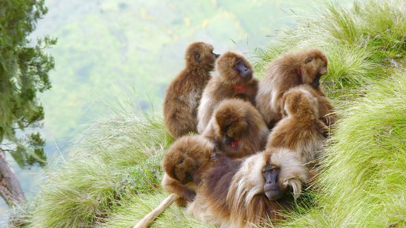 V zemi primátů II (1)