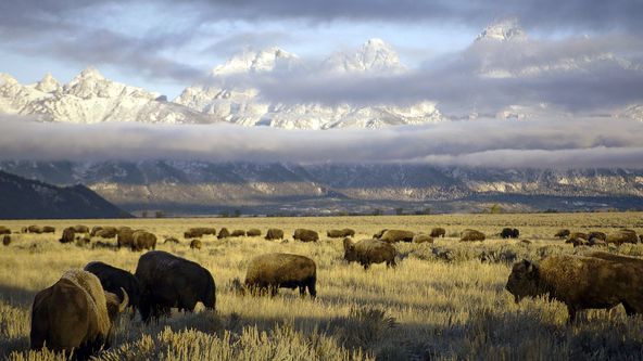 Bizon - ikona americkej divočiny