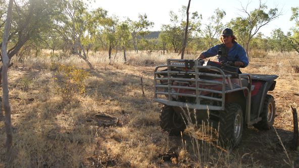 Australští lovci býků II (3)
