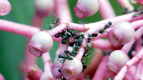 Mravenci: Tajná síla přírody