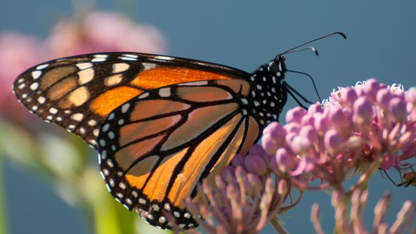 Roční období na planetě Zemi (3)
