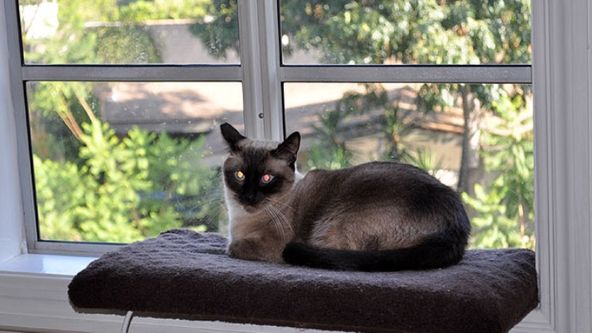 Má pekelná kočka VI (10)