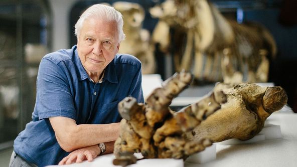 David Attenborough: Slon jménem Jumbo