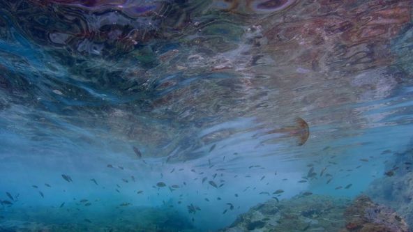 Úžasný mořský život