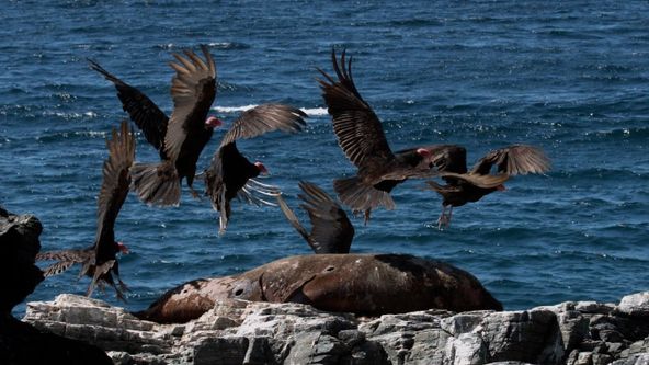 Divocí bojovníci (5)