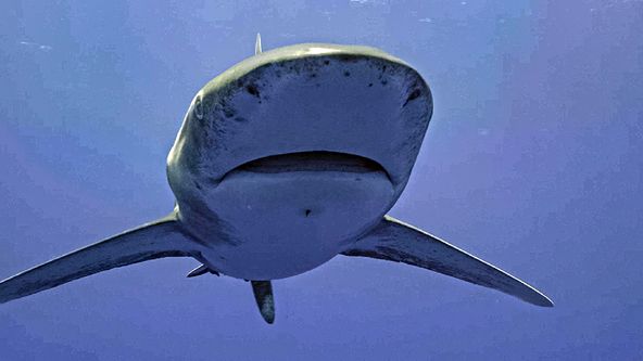 Nejnebezpečnější žralok světa