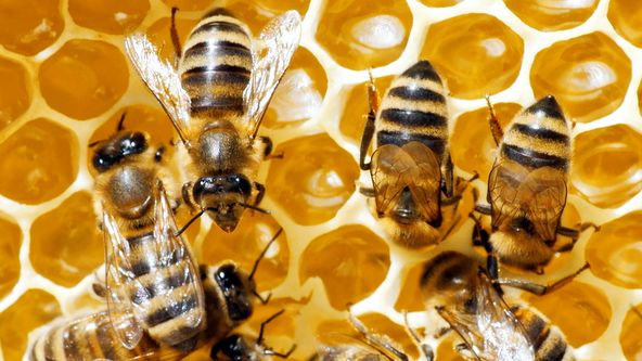 Zvířata vs přežití (3)