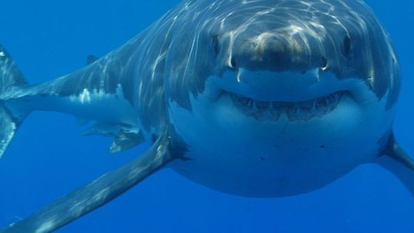 Žraloci z podsvětí