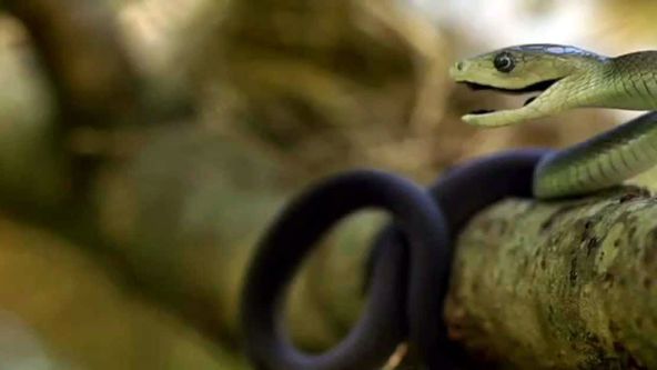 BLACK Mamba: KISS OF DEATH