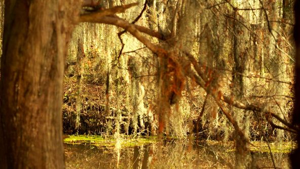 Vraždy v močálech V (1)