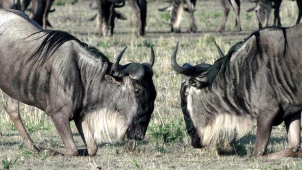 Divocí bojovníci (5)