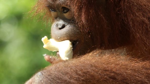 Setkání s orangutany (4)