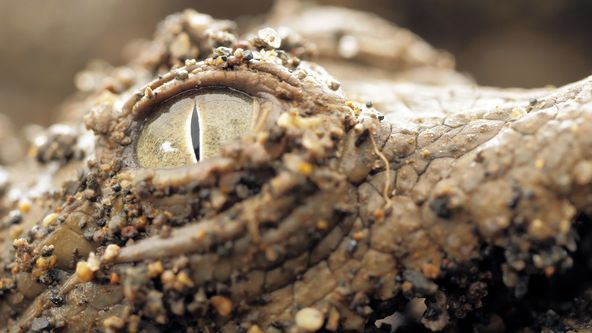 Divocí bojovníci (3)