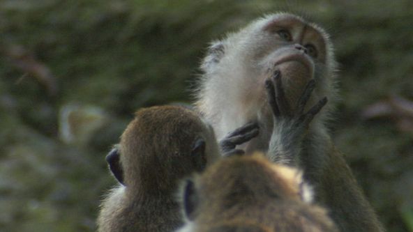 Tajemství rovníkové divočiny (3)