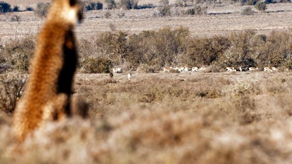 Pyšní gépardi (2)