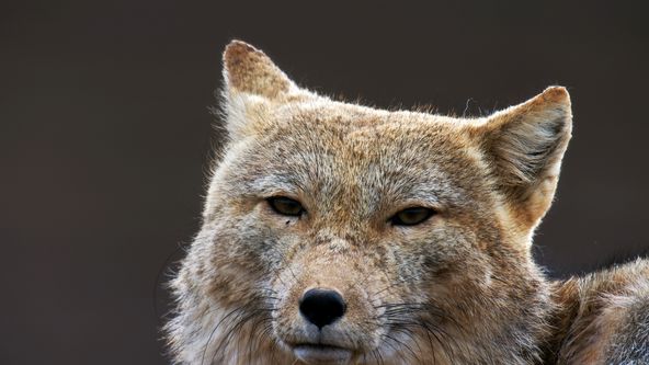 Psovité šelmy v divočině (1/3)