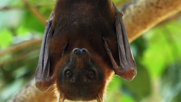 Zvířecí speciální jednotky (4)