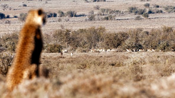 Pyšní gépardi (2)