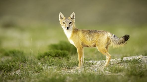 Psovité šelmy v divočině (3/3)