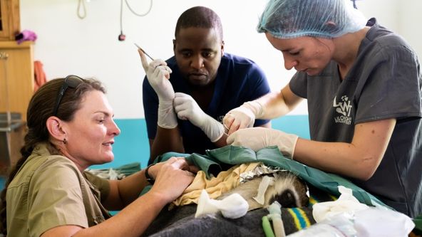 Záchrana divokých zvířat v Malawi (4)