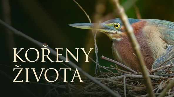 Kořeny života (1/3)