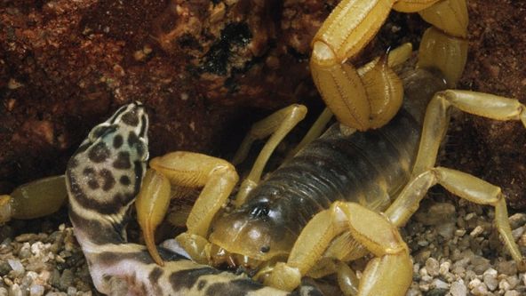 10 zvířat, která vás dokážou zabít: Smrtící setkání (1)