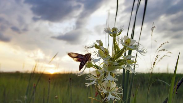 Národní park Grasslands: Skrytá divočina Severní Ameriky