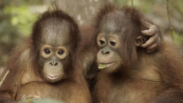 Orangutaní škola v džungli III (4)