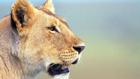 Zázračná planeta: Pravda o lvech (1/2)