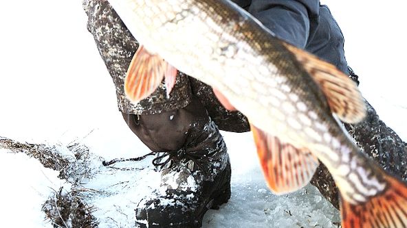 Rybí legendy Jakuba Vágnera