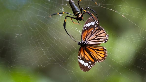 Kouzla přírody monzunových oblastí (4/5)