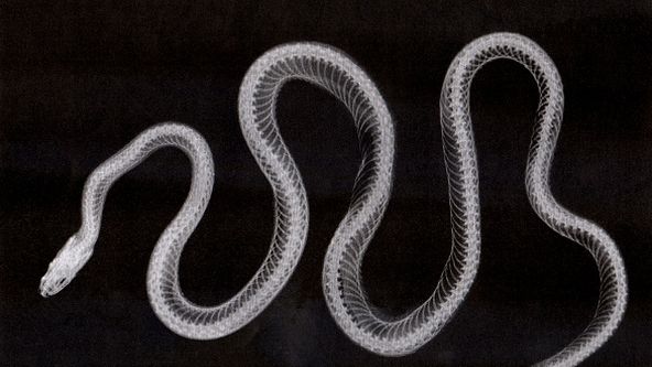 Věda a náhoda: Podivuhodné obrazy