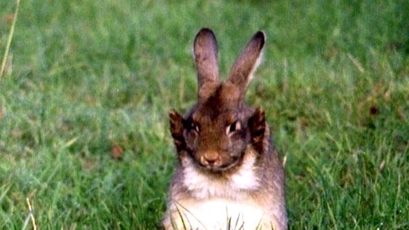 Království divočiny: Zvířecí legrácky (1/10)