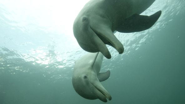 Oceánští obři: Inteligentní tvorové