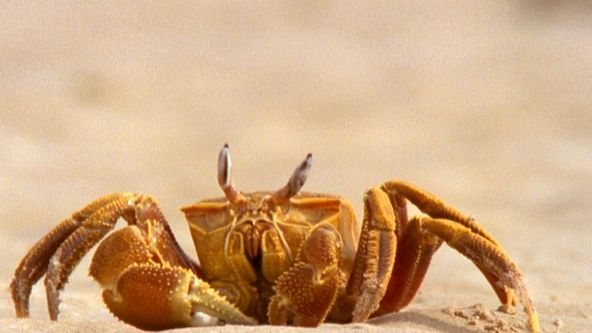 Království divočiny: Zvířecí legrácky (8/10)