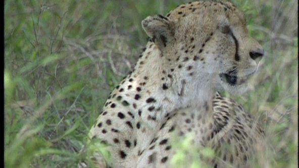 Zoologická v africkém stylu