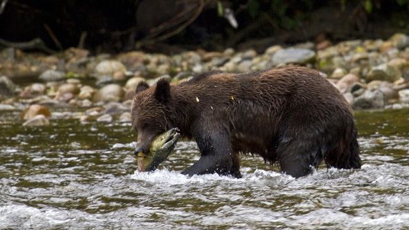 Kouzla přírody: Lesní ekosystémy (3/4)