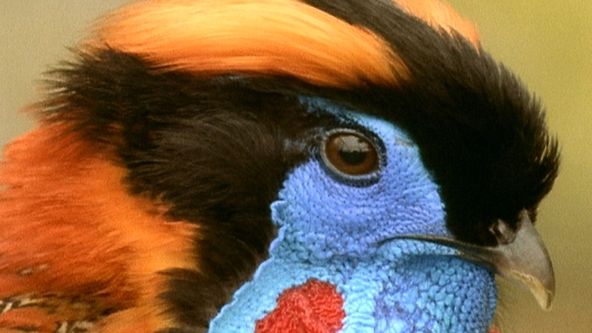 Království divočiny: Zvířecí legrácky (9/10)