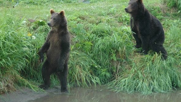 Alexej, lososi a medvědi