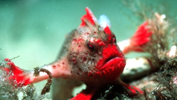 Modrá planeta: Moře mírného pásma