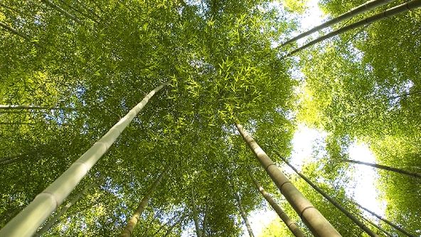 Život na Zemi: Rostliny