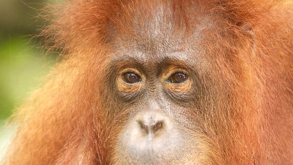 Kouzla přírody: Tropické deštné lesy (1/4)