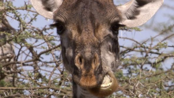 Království divočiny: Zvířecí legrácky (10/10)