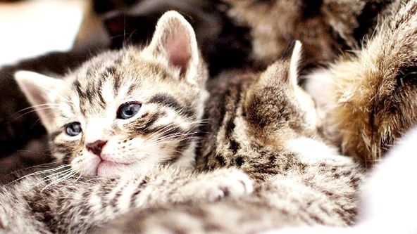 Tajný život koček