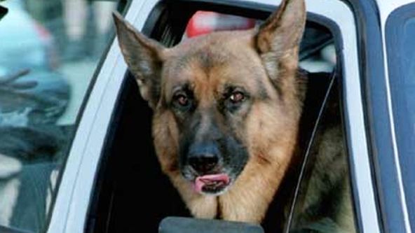 Komisař Rex VII (15)