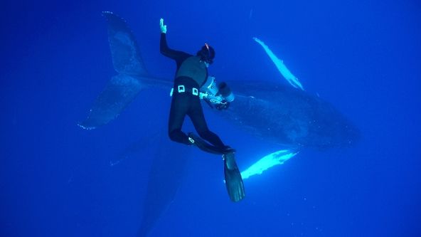 Oceánští obři: Život mořských monster