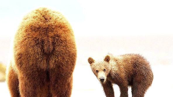 Zázračná planeta: Medvědi grizzly na Aljašce (1/2)
