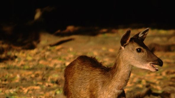 Směr rovník: Bitva o světlo (2/6)